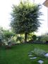 Big-elm-our-garden
