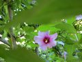 ibiscus-giardino