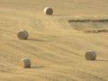 wheat-field-rotoloni